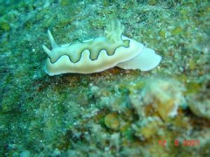 Nudibranch taken at Pulau Aur on 12 May 2001. Sony's DSC-... by Barbara PHUA Pay Lee 